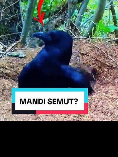 Perilaku Unik Burung Di Alam Liar