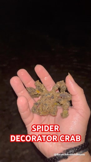Alien Crab ❤️