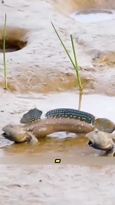 Would you eat a mudskipper? 😮🤷🏽‍♂️ | Foodporn