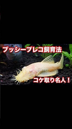 All you need to know about keeping a bushy pleco is this! #pleco #bushypleco #algaeremoval