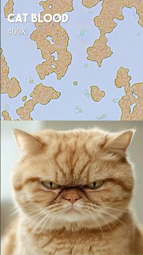 Examining cat blood through the lens of a microscope | TULO - Microscope