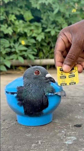 Pigeon Fever Treatment 🕊️ | Giving Medicine to a Sick Pigeon | Rasel Pets World