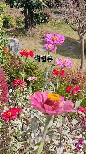 10 Best Long-Blooming Flowers, Long-Lasting Wildflowers from Spring to Autumn, #Gardening