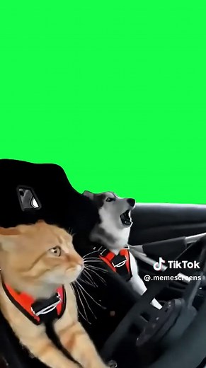 This CapCut template features an orange cat driving like a full rally car driver while a husky in the passenger seat barks out turns like a co-driver calling the race. The chaotic speed, sharp turns, and perfectly timed barking turn the moment into a high-energy meme edit that feels like a full rally race packed into a reaction clip. Use this CapCut template as a green screen reaction over clips where things escalate fast, someone is navigating chaos, or a situation feels like it’s moving way to