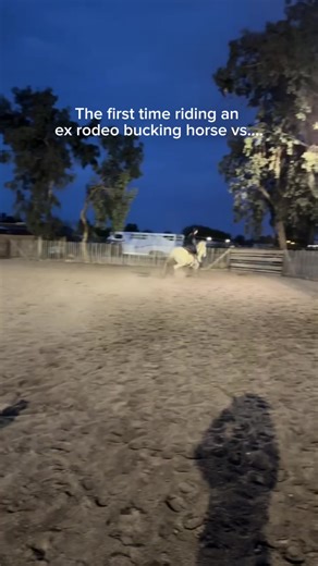 The Evolution of the Bronco: A Journey Through Equestrian Culture