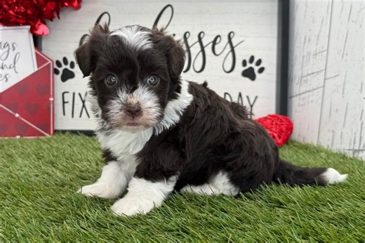 Serenity - Havanese Puppy A46153