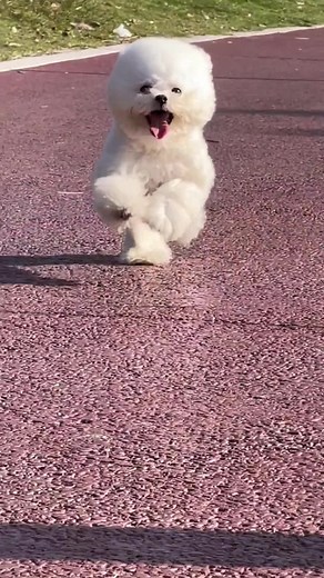 Adorable Bichon Frise Compilation | Cute Dog Videos