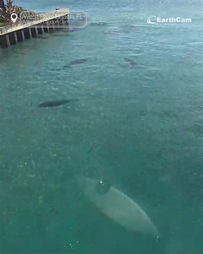 Slow down and float awhile 🐋💙 Our Manatee Cam is live, giving you a front-row seat to gentle giants gliding through crystal-clear waters in real time. Peaceful, playful, and completely unscripted. Dive in and watch nature do its thing. 🌊 | EarthCam