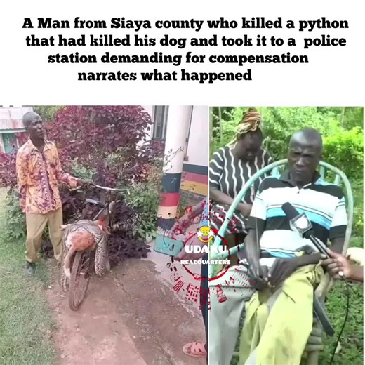 A Man from Siaya county who killed a python that had killed his dog and took it to a police station demanding for compensation narrates what happened #tiktokkenya🇰🇪 #viral #trendingvideo