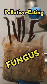 Mushrooms Can Eat Metal?!