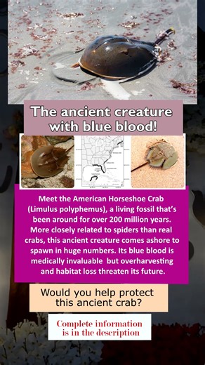 American Horseshoe Crab | Living Fossil #HorseshoeCrab #LivingFossil #BlueBlood