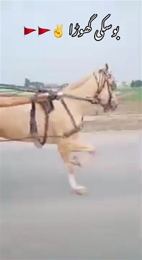 Exploring the Legacy of Allah Wali Ghori