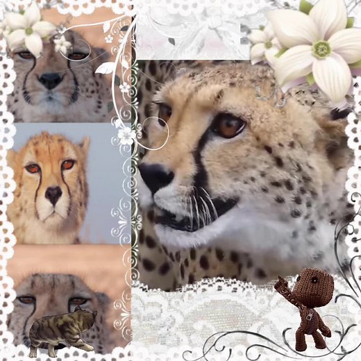 Exploring Cheetah Print Moodboard Ideas