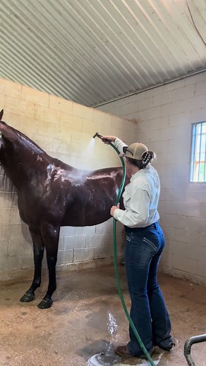 Engaging the Cheeks During Bath Time for Horses