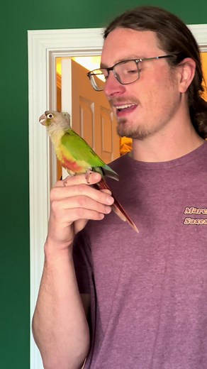Meet Our Adorable Green Cheek Conure, Angus!