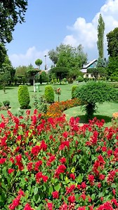 2.3M views · 113K reactions | Charming view of Nishat Garden Srinagar 殺 #explore #nature #best | Explore Pogal Paristan | Facebook