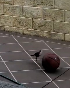 Little bird couldn't resist a chance to flaunt his technique 🏀😄 | Furry Tails