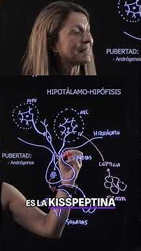 Puberty: How Does It Begin? Hypothalamus, Hormones, and Changes #shorts