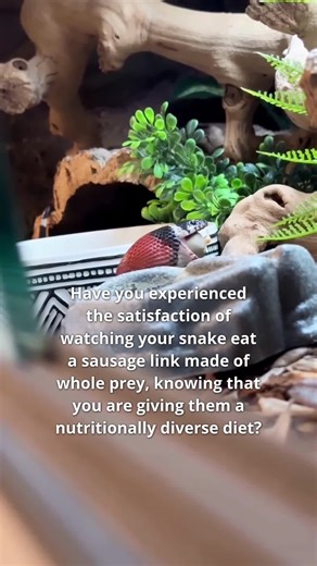 There is something so rewarding about seeing your snake accept a new food item, when you are trying to make positive dietary changes for them. 🐍 We just know your reptile will love our complete raw whole-prey diet offering a healthy, no-mess experience to feeding. Our links offer a great long term alternative to frozen mice and frozen rats, including a whole range of health benefits. Whole free-range chicken, frog, quail, and/or rabbit are ground (including bone, organ, and connective tissue),