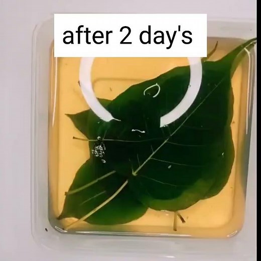 DIY SKELTON LEAF / IN THE ART 🎨Leaf Diy | Leaf Skeleton | How to use leaf for decoration | Leaf Art
