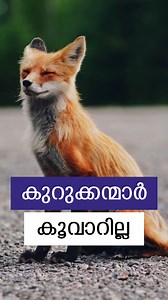 കുറുക്കന്മാർ കൂവാറില്ല | Fox | Jackal #fox #jackal #kurukkan #kurunari #animalphotography #animalkingdom #animalplanet #animallover #petcare #wildlifephotography #wildanimals #malayalam #keralatourism #keralawildlife #munnar | Infohub - Malayalam