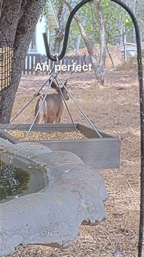 Birdfeeder cam catches deer taking a 💩😂