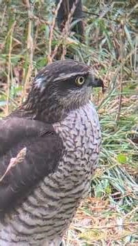 A young Sparrowhawk surveys the scene #hawk
