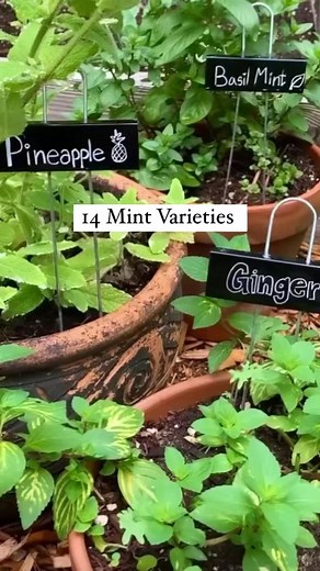 Exploring 14 Unique Mint Varieties for Gardening Enthusiasts
