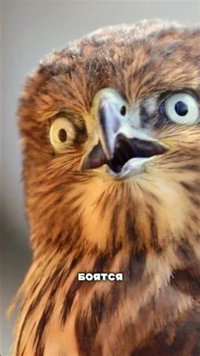 Эти рогатые делают невозможное! 😳