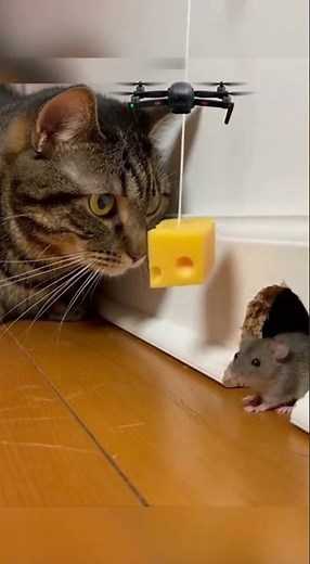 Cheese Trap Mission—Will It Work? Catch That Sneaky Mouse Now #CheeseTrap #MouseHunt #DIY
