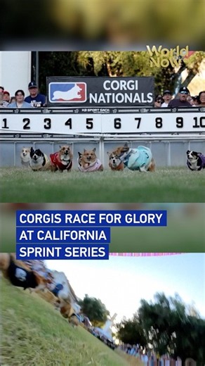 Corgis race for glory at California sprint series #worldnow