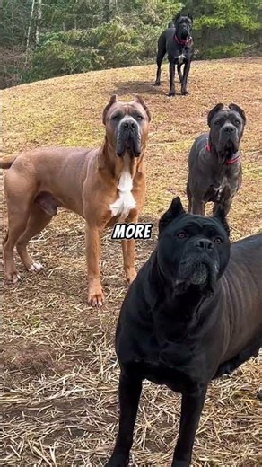 Owning a Cane Corso Be Like...