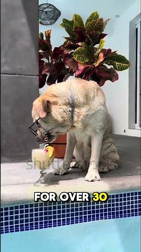 “Labrador 101: Fun Facts About the World’s Most Lovable Dog! 🐕”