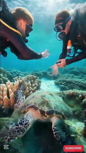 Drowning in Plastic: A Sea Turtle’s Unbelievable Rescue! 🐢🌊