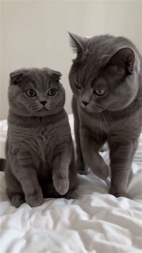 Grey Kitten's Bedtime Meltdown Ends FAST 🐱 #Kittens #CatMom #FunnyPets