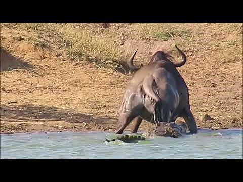 Wildebees deur seekoei uit krok-kake gered