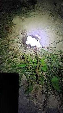 how I got rid of a yellow jacket wasp ground nest