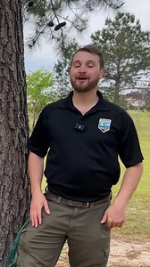 5.2K views · 66 reactions | We've talked a lot about Southern Pine...