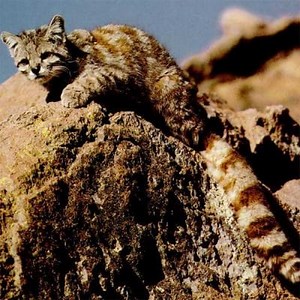 Chilean Animals: What are they?, Characteristics, Images and more ▷➡️ Postposmo