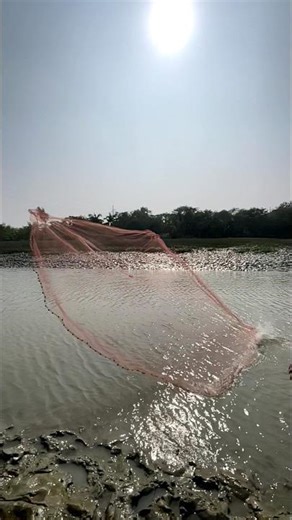 catch fish by castanet USA Net fishing video amazing 🐠🐬🐟🐋 #castnetfishing #reels #youtudeshrts #usa