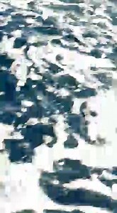 Esto solo se ve en pesquera los mellos🐬🐬 | Pesquera los mellos