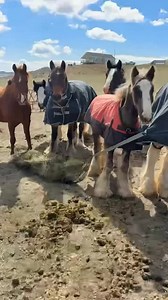 When Thor decided to roll on top of the empty hay net and then drag it around 🤣🤣🤣 | Karla June