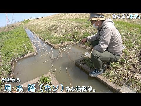 【小物釣り】千葉県 手賀沼の用水路（ホソ）で小物釣り。【淡水】