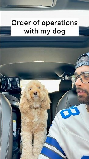 Mini Cockapoo Knows Order of Operations 😳