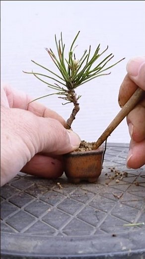 [Transform into a super mini bonsai ✨ Short version] / #Shorts / #Bonsai