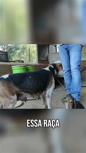 “A guardiã do galinheiro — a espécie que todo criador precisa ter!”