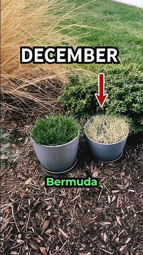 Fescue vs Bermuda in December #lawn