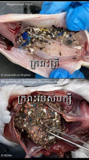 the sad truth about the sea and beaches