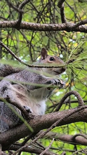 Squirrel in a tree in spring 🌱. #squirrel #wildlife #nature