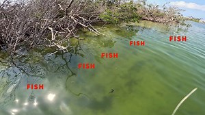 Dunked My GoPro in a Mangrove Snapper Habitat